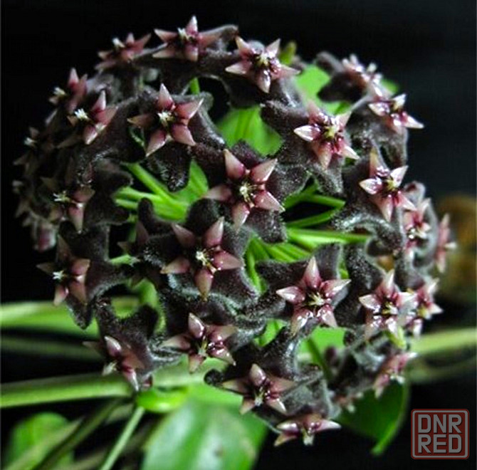 Хойя Hoya pubicorolla subsp. anthracina Макеевка - изображение 1