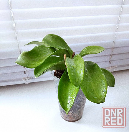 Хойя Hoya pubicorolla subsp. anthracina Макеевка - изображение 3