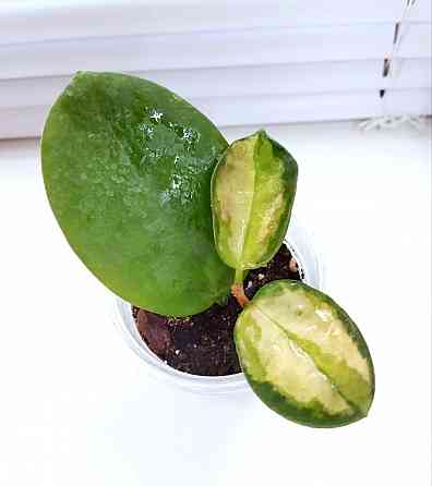 Хойя Hoya Australis Lisa Макеевка