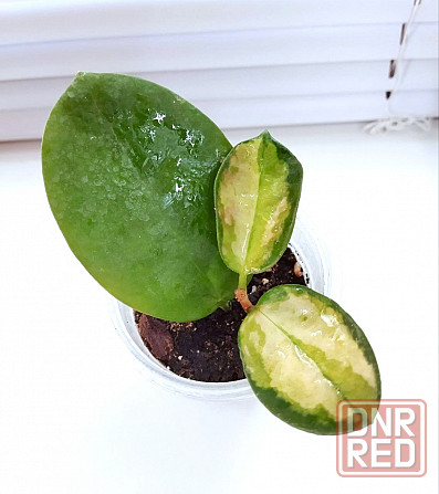 Хойя Hoya Australis Lisa Макеевка - изображение 2