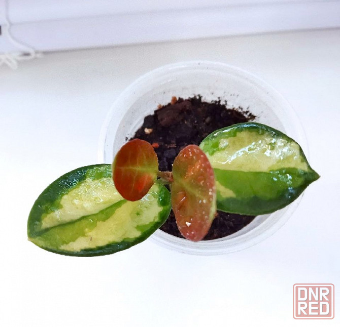 Хойя Hoya Australis Lisa Макеевка - изображение 2