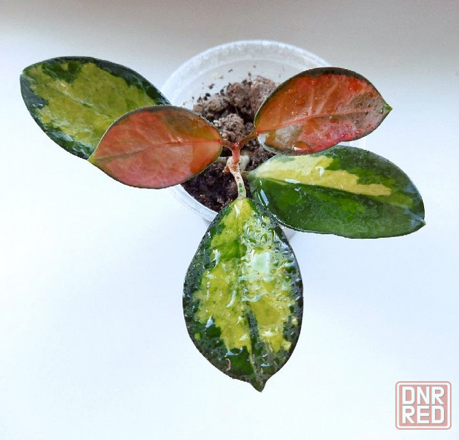 Хойя Hoya Australis Lisa Макеевка - изображение 2