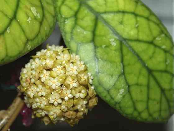 Хойя Hoya sp. (EPC-260, like H.meledithii but nice round leaves) Макеевка