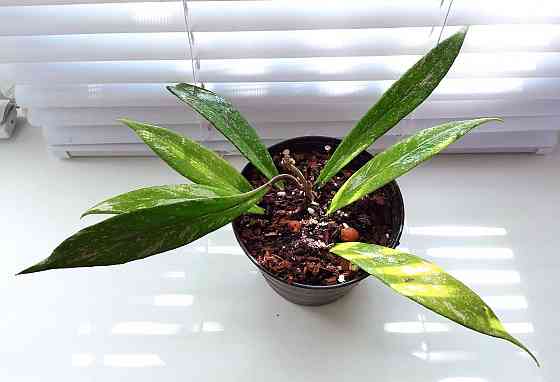 Хойя Hoya Pubicalyx Philippine Black (Chimaera) Макеевка