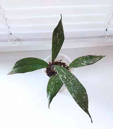 Хойя Hoya Pubicalyx Philippine Black (Chimaera) Макеевка