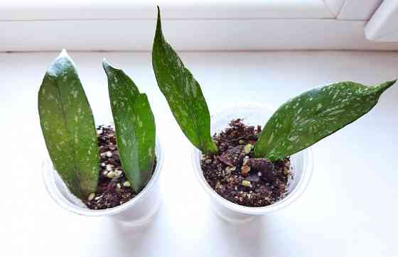 Хойя Hoya Pubicalyx Philippine Black (Chimaera) Макеевка