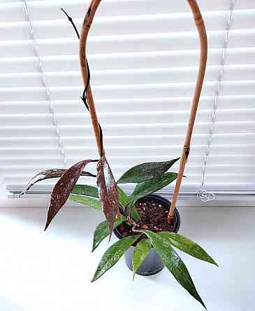 Хойя Hoya Pubicalyx Philippine Black (Chimaera) Макеевка