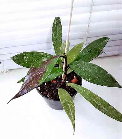 Хойя Hoya Pubicalyx Philippine Black (Chimaera) Макеевка