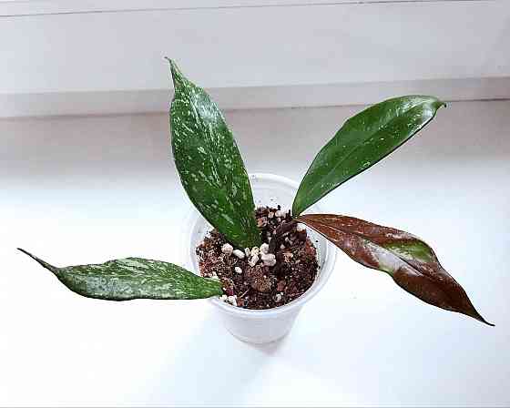 Хойя Hoya Pubicalyx Philippine Black (Chimaera) Макеевка