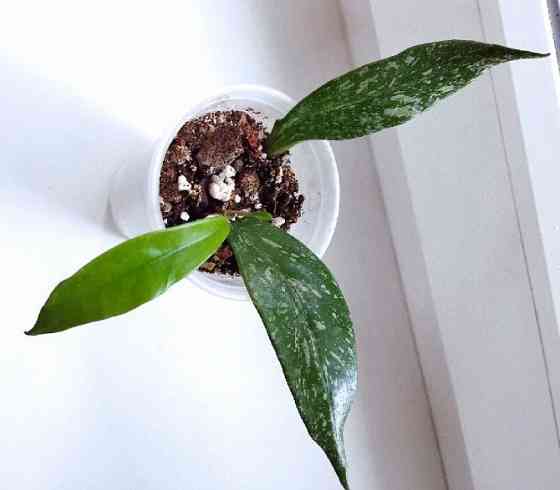 Хойя Hoya Pubicalyx Philippine Black (Chimaera) Макеевка