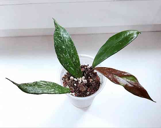 Хойя Hoya Pubicalyx Philippine Black (Chimaera) Макеевка