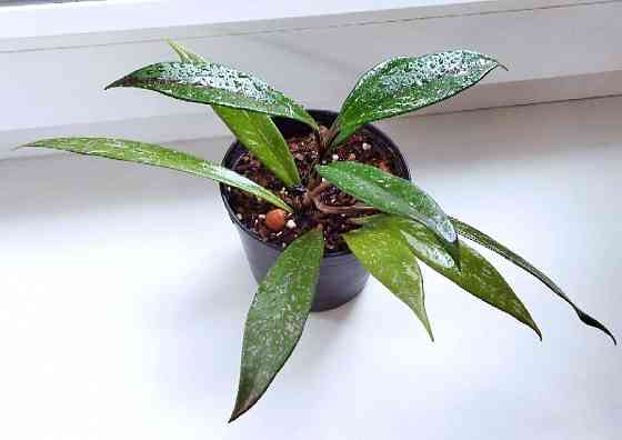 Хойя Hoya Pubicalyx Philippine Black (Chimaera) Макеевка