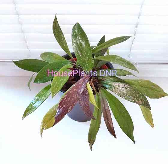 Хойя Hoya Pubicalyx Philippine Black (Chimaera) Макеевка