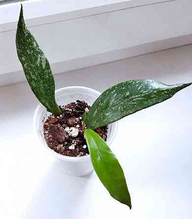 Хойя Hoya Pubicalyx Philippine Black (Chimaera) Макеевка