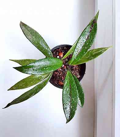 Хойя Hoya Pubicalyx Philippine Black (Chimaera) Макеевка