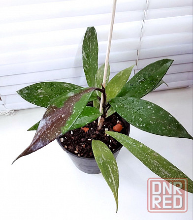 Хойя Hoya Pubicalyx Philippine Black (Chimaera) Макеевка - изображение 2