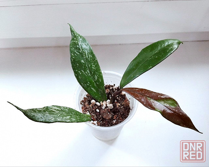 Хойя Hoya Pubicalyx Philippine Black (Chimaera) Макеевка - изображение 3