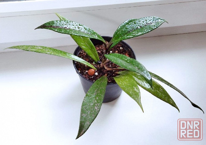 Хойя Hoya Pubicalyx Philippine Black (Chimaera) Макеевка - изображение 3