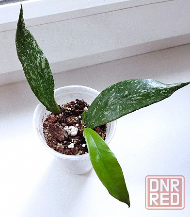 Хойя Hoya Pubicalyx Philippine Black (Chimaera) Макеевка - изображение 4