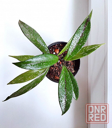 Хойя Hoya Pubicalyx Philippine Black (Chimaera) Макеевка - изображение 2