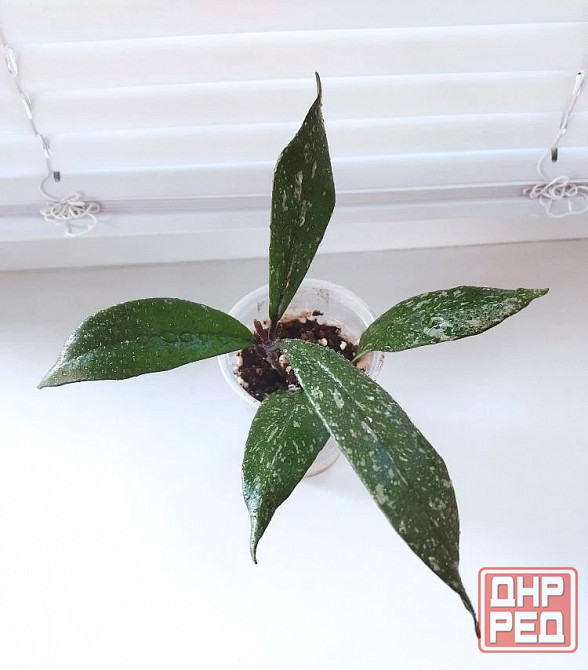 Хойя Hoya Pubicalyx Philippine Black (Chimaera) Макеевка - изображение 2