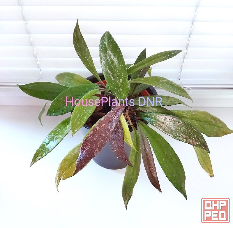 Хойя Hoya Pubicalyx Philippine Black (Chimaera) Макеевка - изображение 1
