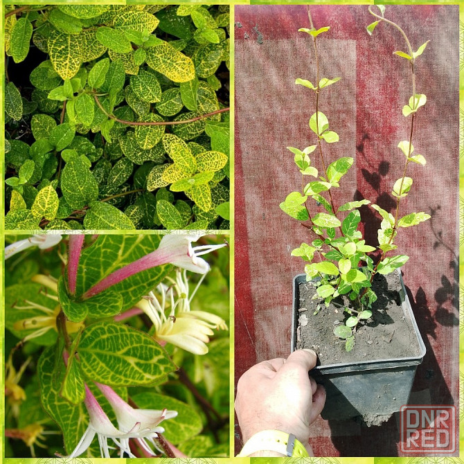 Жимолость японская "Aureoreticulata" Донецк - изображение 1