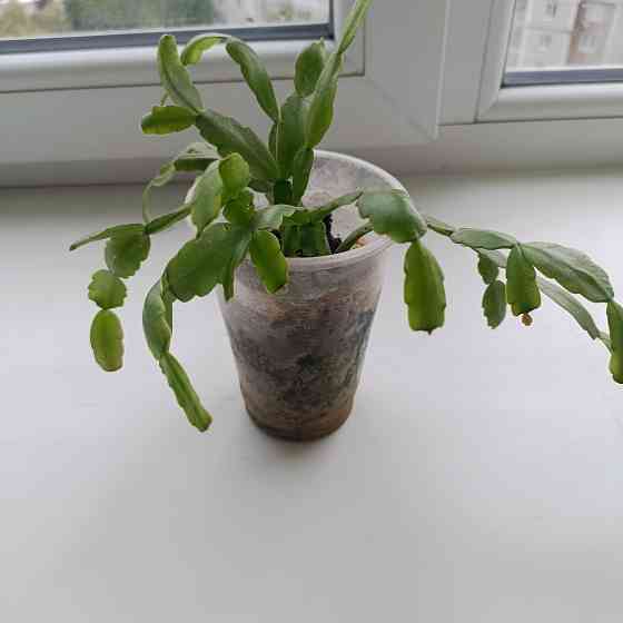 Декабрист Шлюмбергера малиновый Донецк