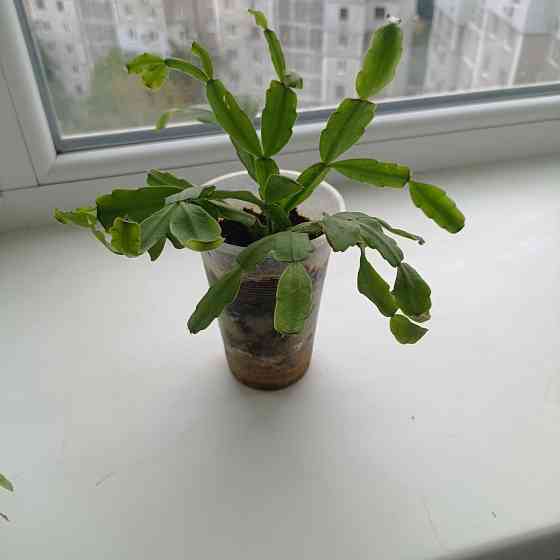 Декабрист Шлюмбергера малиновый Донецк