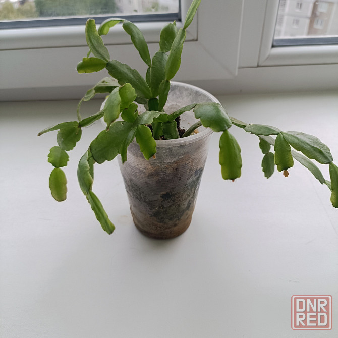 Декабрист Шлюмбергера малиновый Донецк - изображение 3