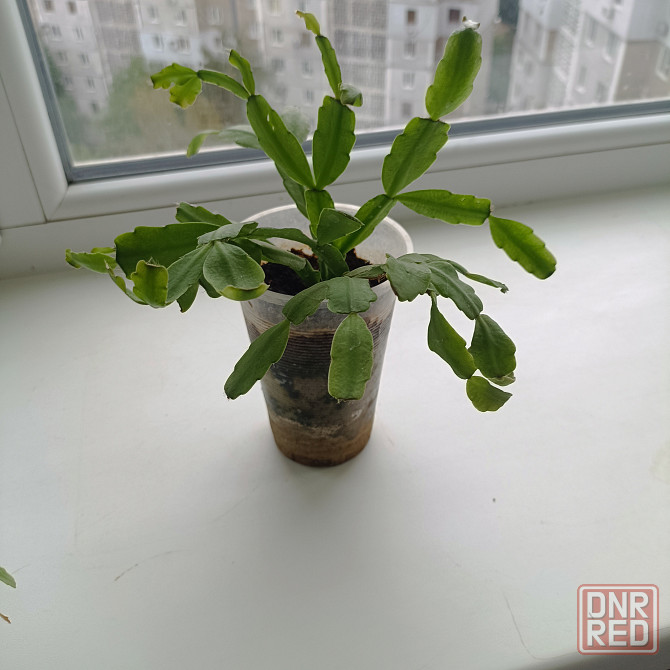 Декабрист Шлюмбергера малиновый Донецк - изображение 2