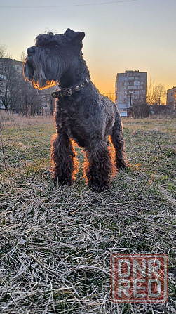 Цвергшнауцер, цвергодетки, щенки Донецк - изображение 8