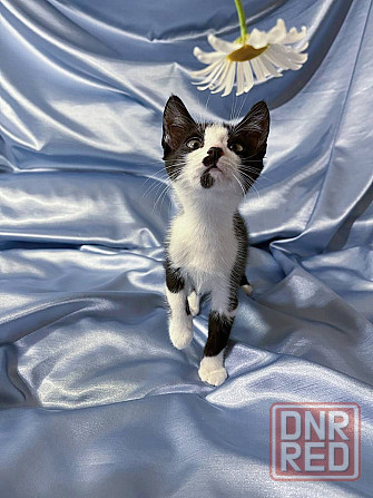 Подарите котенку любовь и заботу! Донецк - изображение 1