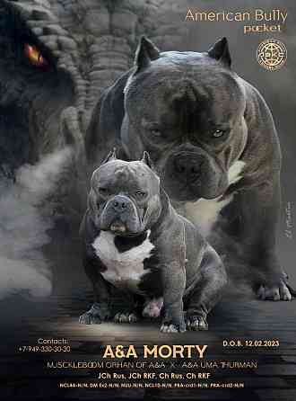 Американский булли вязка Донецк