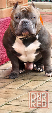 Американский булли вязка Донецк - изображение 3