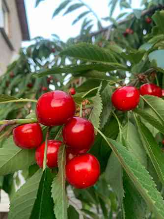 Продам ягоды черешни Донецк