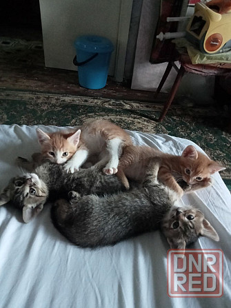 Котята в добрые руки Донецк - изображение 5