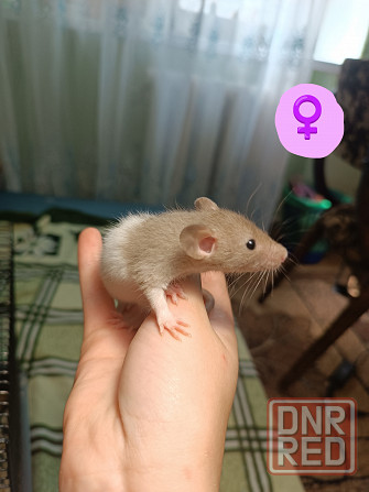 Крысята, родились 11 мая Донецк - изображение 4