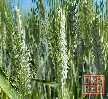 Семена пшеницы озимой твердой купить Агат Донской Амазонка Одари Юбилярка Яхонт Донецк - изображение 1