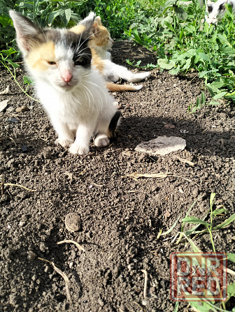 Во отдаю котят в добрые руки Донецк - изображение 4