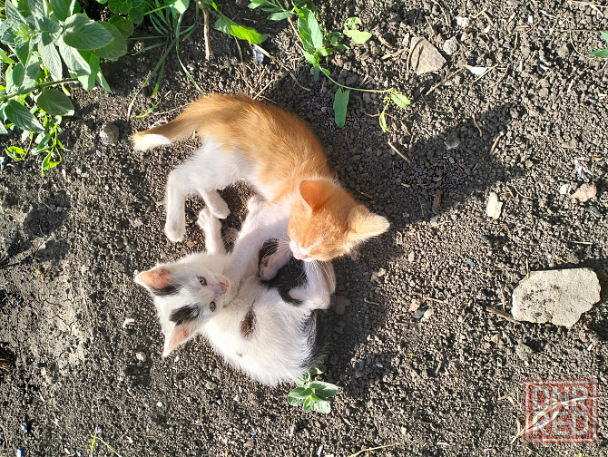 Во отдаю котят в добрые руки Донецк - изображение 1
