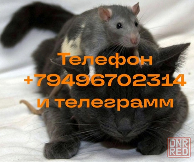 Массаж лечебно-оздоровительный Донецк - изображение 2