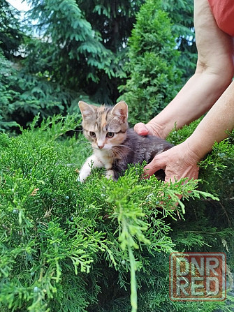 Отдам котенка в хорошие руки Донецк - изображение 3