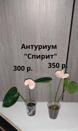 Комнатные растентя Макеевка