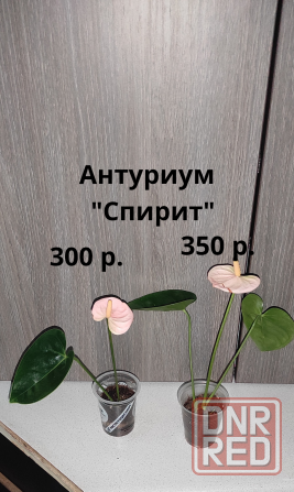 Комнатные растентя Макеевка - изображение 2