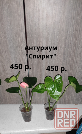 Комнатные растентя Макеевка - изображение 3