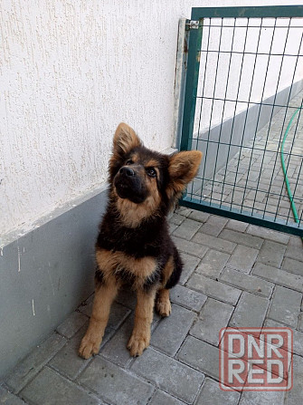 Продам щенков немецкой овчарки Донецк - изображение 8