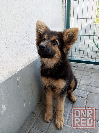Продам щенков немецкой овчарки Донецк - изображение 7