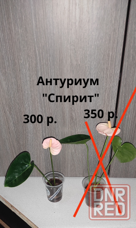 Редкие сорта комнатных растений Макеевка - изображение 2