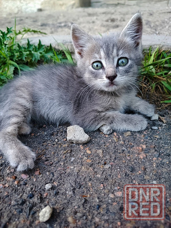 Котята в добрые руки Донецк - изображение 4